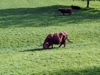 Horse grazing in a field