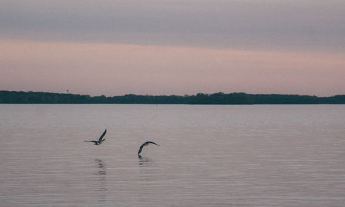 Birds flying over lake against sky