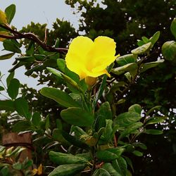 Close-up of yellow flower