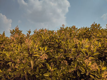 Plants growing on field against sky