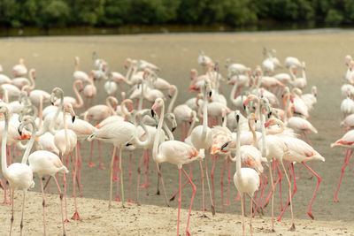 View of birds in lake