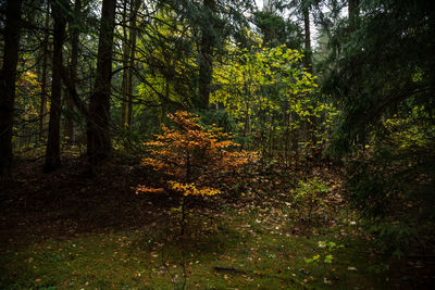 Trees growing in forest during autumn