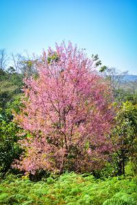 Pink cherry blossoms in spring against sky