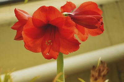 Close-up of red flower blooming outdoors