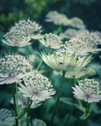 Close-up of white flowering plant