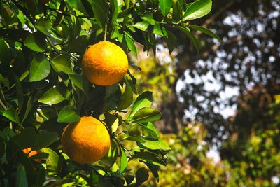 Hanging tangerine 