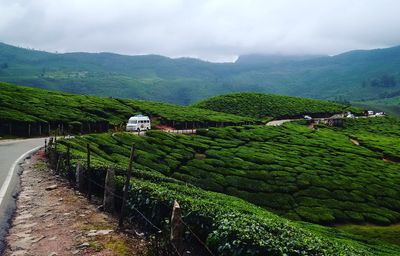 Tea plantation in field against sky