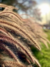 Close-up of rope on field during winter