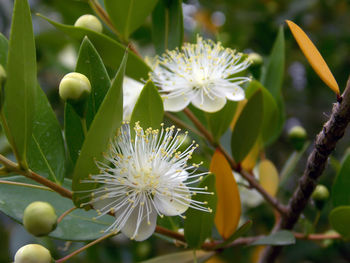 Close-up of white flowering plant