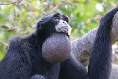 Close-up of monkey