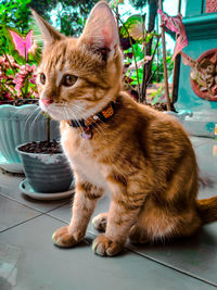 Close-up of a cat looking away