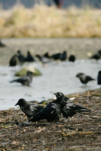 Close-up of bird on beach