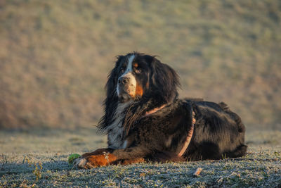 Dog looking away while sitting on field