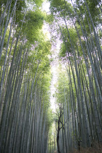 Low angle view of bamboo trees in forest