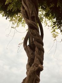 Low angle view of tree against sky