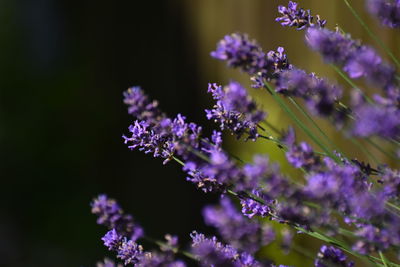 Close-up of purple flowering plant