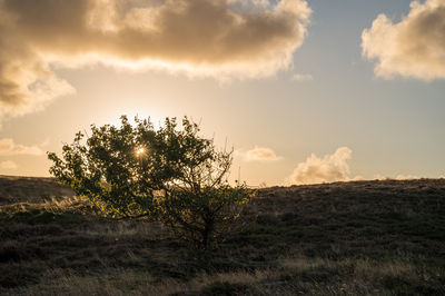 Tree on field against sky during sunset