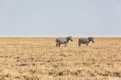 A family of zebras at etosha national park