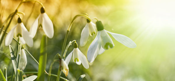 Close-up of white flowers blooming outdoors