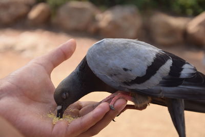 Close-up of hand holding bird