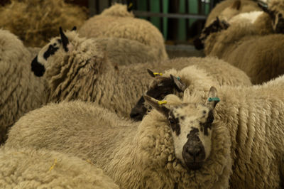Close-up of sheep