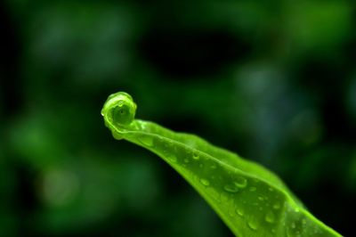 Close-up of water drop on leaf