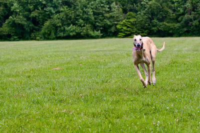 Dog on grass