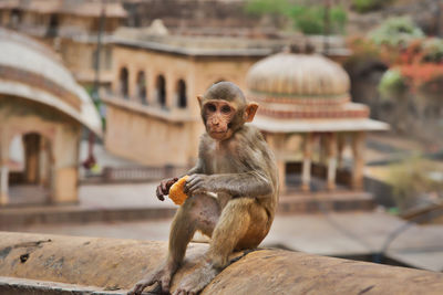 Monkey sitting on a temple