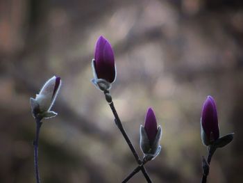 Close-up of purple flowering plant