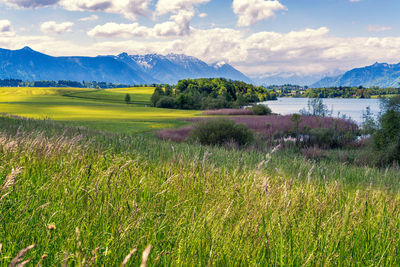 Scenic view of field by lake against sky