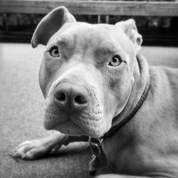 Close-up portrait of a dog