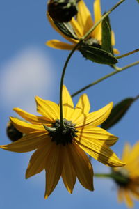 Close-up of yellow sunflower against sky