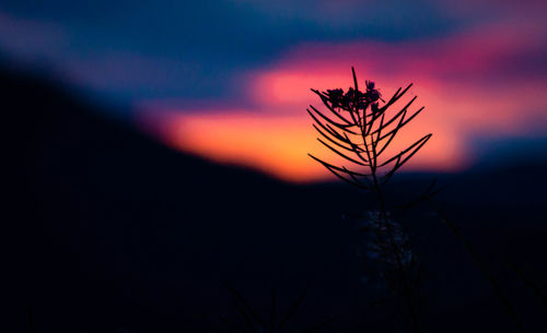 Close-up of silhouette plant against sky during sunset