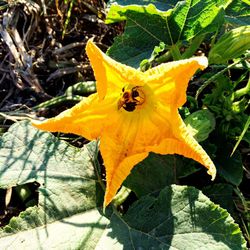 Close-up of insect on yellow flower