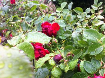 Close-up of pink rose