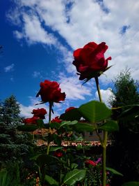 Close-up of red rose against sky