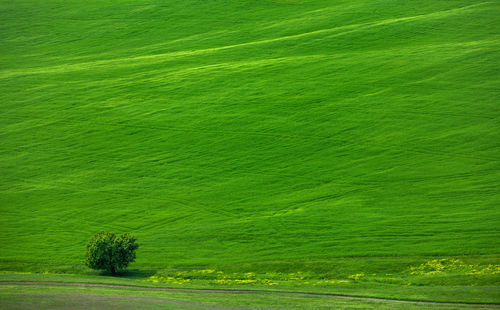 Scenic view of green field