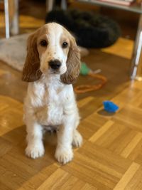 Portrait of dog sitting on wooden floor