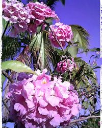 Close-up of pink flowers