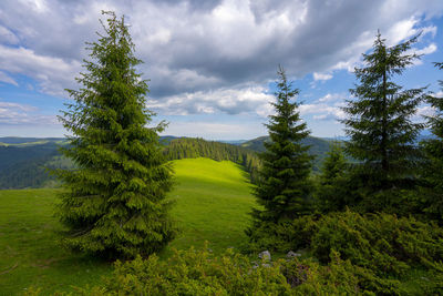 Scenic view of pine trees against sky