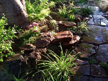 Plants growing outdoors