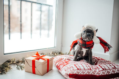 Dog sitting on bed at home