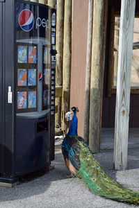 Peacock sitting on wood