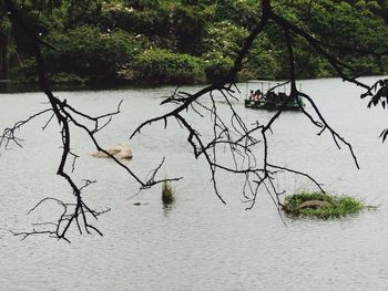 Bird flying over lake