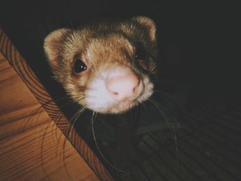 Close-up portrait of a cat