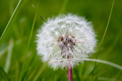 Close-up of dandelion flower