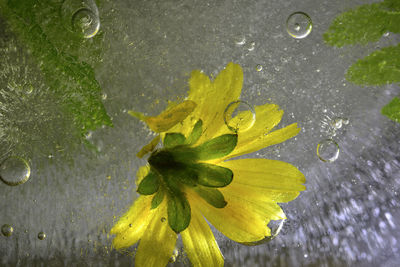 Close-up of wet yellow flower