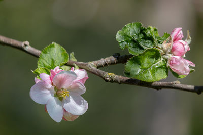 Close-up of pink cherry blossoms