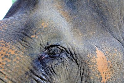 Close-up of elephant outdoors