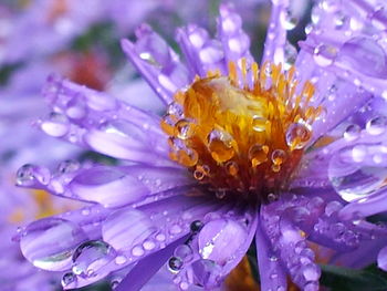 Close-up of wet purple flowers blooming outdoors